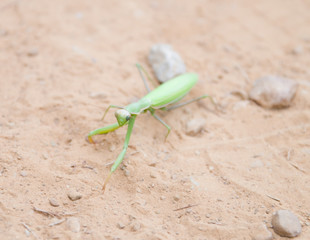 Sauterelle verte
