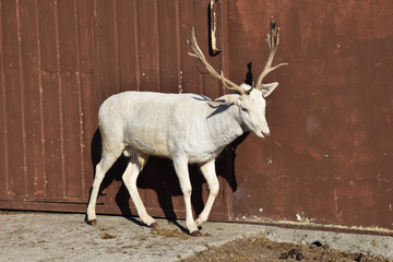 white lone deer next to brown metal gate