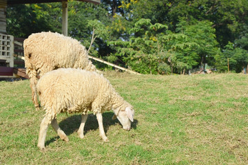 Fototapeta premium white sheep eating grass