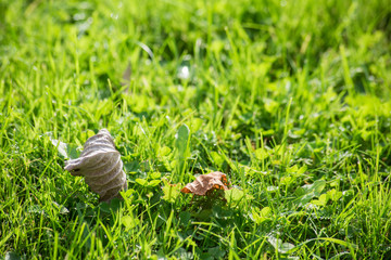 Two dry yellow leaves lie on fresh green grass
