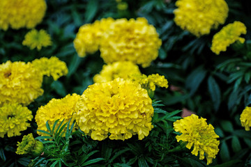 Marigolds or Tagetes erecta flower in thegarden. Yellow marigolds. Tagetes.