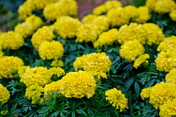 Marigolds or Tagetes erecta flower in thegarden. Yellow marigolds. Tagetes.