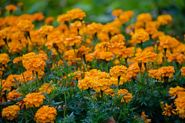 Marigolds or Tagetes erecta flower in thegarden. Orange marigolds. Tagetes.