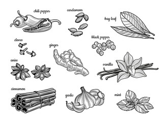Set of spices. Black pepper, cinnamon, mint, cloves, chili pepper, vanilla, Bay leaf, star anise, garlic, cardamom, ginger. 