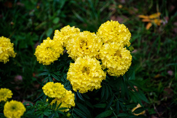 Marigolds or Tagetes erecta flower in thegarden. Yellow marigolds. Tagetes.