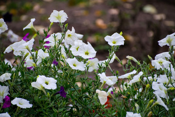 Close up of the white flowers of Calystegia sepium, hedge bindweed. White ipomoea flowers. Flowering field bindweed or Convolvulus arvensis.