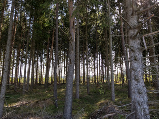 Fototapeta premium Trees in Forest