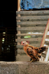 Cute and beautiful dwarf chicken in the farm