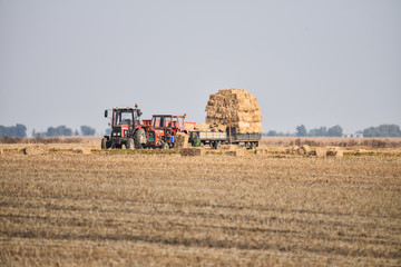 Obraz premium people make bales of hay in a field