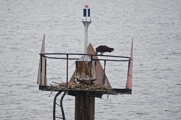 Two ospreys at their nest on a channel marker in the Chesapeake Bay. The osprey (Pandion haliaetus)...