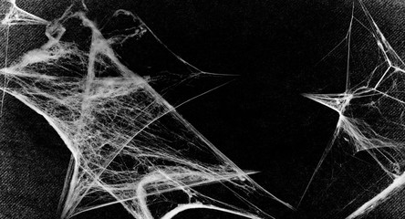 Spiderwebs isolated on black grunge background. Cobweb in the corner.  Halloween party. Gothic style. Halloween decoration. Copy space