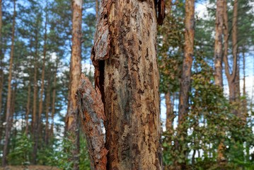 part of a sick brown pine with dry fallen bark in the forest