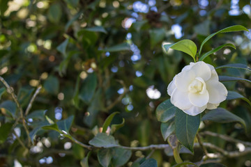 white flower with yellow petals