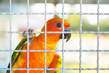 parrot bird sun conure or sun parakeet (Aratinga solstitialis)