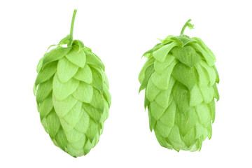 hop cones isolated on white background close-up