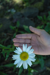 white flower with yellow petals