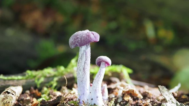 Amethyst Deceiver on the forest floor