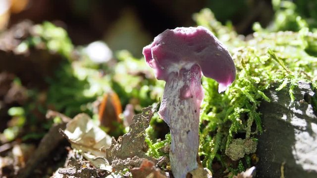 Amethyst Deceiver on the forest floor