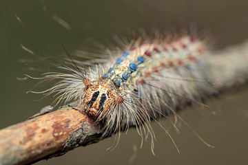 The gypsy moth ( Lymantria dispar ) - family Erebidae - hairy, colorful caterpillar - macro - closeup