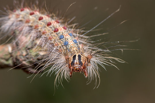 The gypsy moth ( Lymantria dispar ) - family Erebidae - hairy, colorful caterpillar - macro - closeup