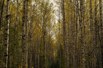 autumn birch grove with yellow foliage in golden light