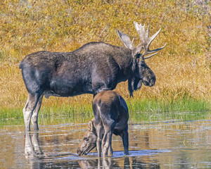 Bull Moose Wading in Lake with Calf
