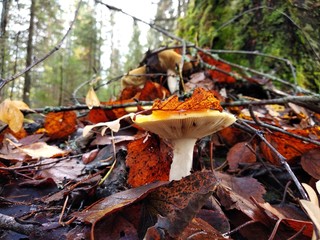 Mushroom in the autumn forest. Wet forest. Rain. Moss