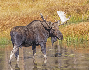 Bull Moose Wading in Lake