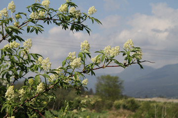 White flowers on a tree branch