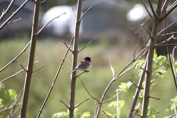 A dark eyed Junco sitting on a branch with a meadow in the background..