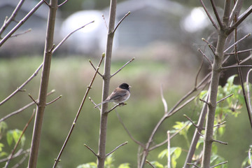 A dark eyed Junco sitting on a branch with a meadow in the background..