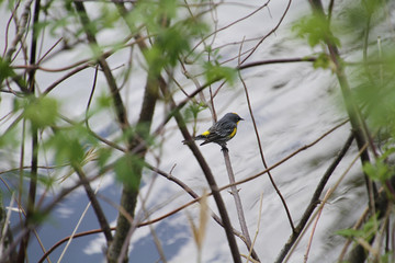 A golden crowned sparrow on a branch with a cloudy sky in the background.