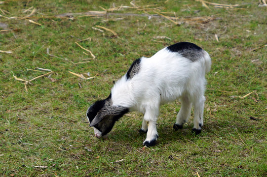 chevreau