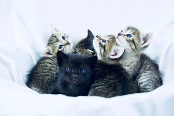 Group of small striped and black kittens in a basket on the white background indoor