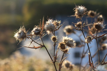 autumn thistle