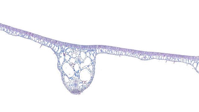 Water Lily Hydrophytic Leaf - Cross Section Cut Under The Microscope – Microscopic View Of Plant Cells For Botanic Education