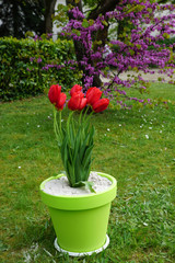 Tulipes rouges dans un pot vert