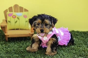 Yorkshire Terrier Wearing a Pink and White Dress in front of a Summer Background