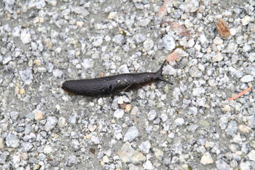 A brown banana slug crawling across a crushed gravel trail .