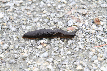 A brown banana slug crawling across a crushed gravel trail .