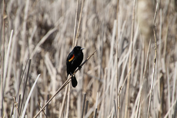 A red winged blackbird sitting on an old bulrush in the middle of a wetlands with bulrushes in the background.