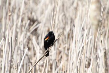 A red winged blackbird sitting on an old bulrush in the middle of a wetlands with bulrushes in the background.