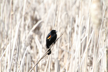 A red winged blackbird sitting on an old bulrush in the middle of a wetlands with bulrushes in the background.