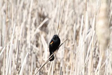 A red winged blackbird sitting on an old bulrush in the middle of a wetlands with bulrushes in the background.