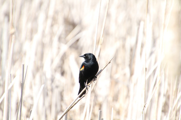 A red winged blackbird sitting on a bulrush stalk in the middle of a wetlands.