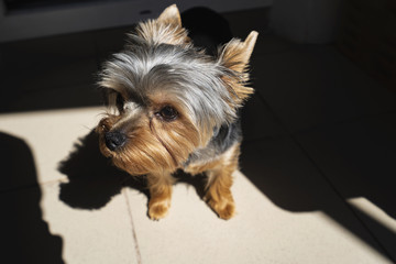 Yorkshire terrier close-up, portrait.