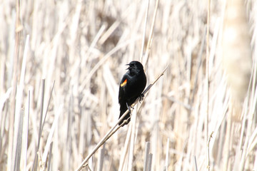 A red winged blackbird sitting on a bulrush stalk in the middle of a wetlands.