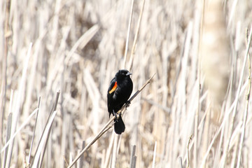 A red winged blackbird sitting on a bulrush stalk in the middle of a wetlands.