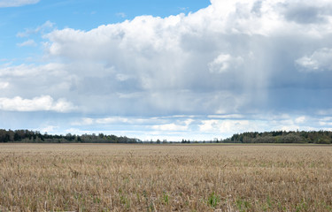 Panoramic view of stubble field with forest and rain clouds in background. Autumn day.