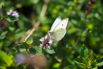 motyl na mięcie © Kasia R.